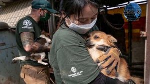 Зачем корейцы едят собак. Президент предложил запретить. новости Корея