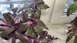 Гинура вариегатная