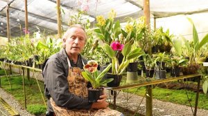 Orquídeas más fáciles de cultivar en tierra caliente | Alma del Bosque