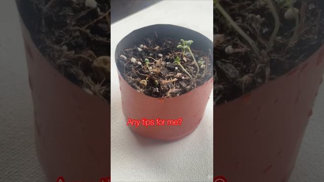 Update on Rosemary part#3 #plants #gardening