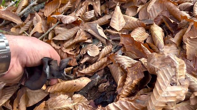 ЧЁРНЫЕ ЛИСИЧКИ ПОШЛИ НА КАЖДОМ САНТИМЕТРЕ ОГРОМНЫМИ ПОЛЯНАМИ! ДВЕ КОРЗИНЫ С 10 МЕТРОВ! Грибы 2022 смотреть онлайн