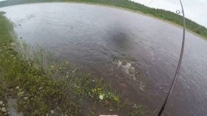 Рыбалка на семгу 2021г. Кольский полуостров