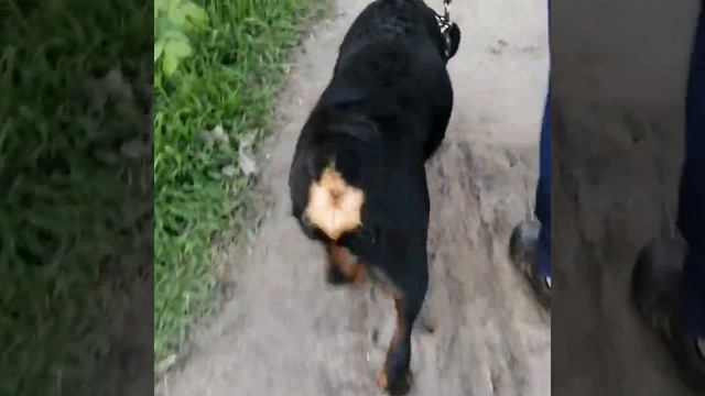 Ротвейлер, походка.. смотреть онлайн