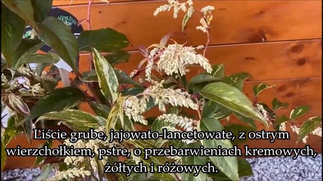 Kiścień wawrzynowy Rainbow Leucothoe fontanesiana смотреть онлайн