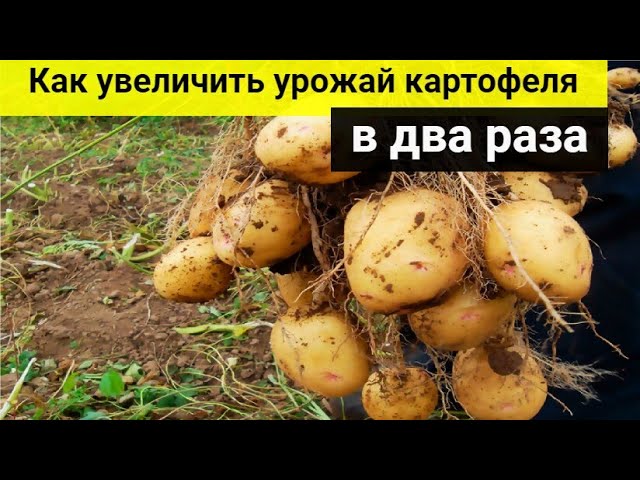 Как увеличить урожай картофеля в два раза_ Очень просто