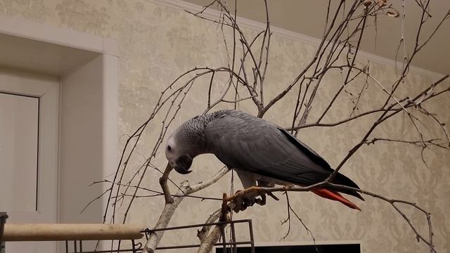 ТИХО!!! Попугай Джокер жако СЛОМАЛСЯ! смотреть онлайн