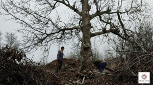 Бензопила Тайга 214 . Валимо дерево.