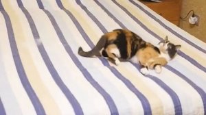 Куки сливки шоу