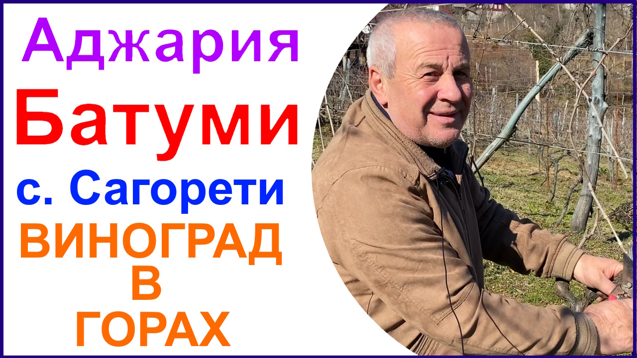 Поездка в горы Аджарии. Село Сагорети. Виноградник и винодельня Нодари Шервашидзе.