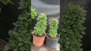 Формирование хризантемы. Каскад? Хризантема на штамбе? А как Вам форма елочки?#хризантема