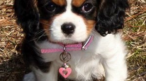 Музыка белое платье белая фата. Хит хитов! Русская...