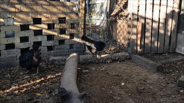 Smallholding Diaries Week 32 | Seed Pods, Pop Holes and Websites смотреть онлайн