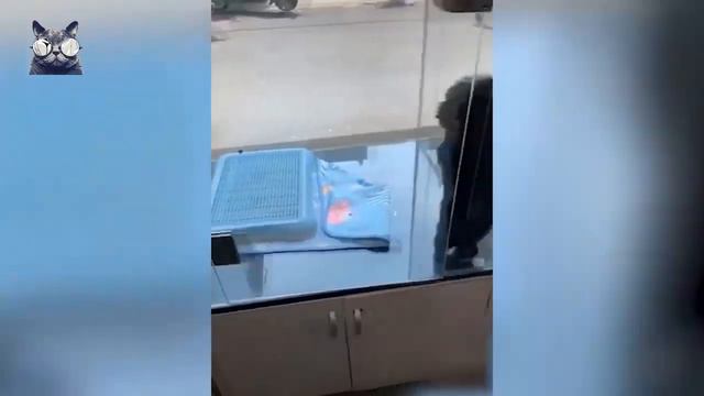 life of beloved animals# 41 (видео смешных моментов любимых животных) смотреть онлайн