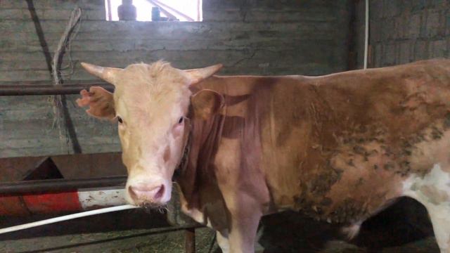 Уже 5 месяцев на откорме !!! смотреть онлайн