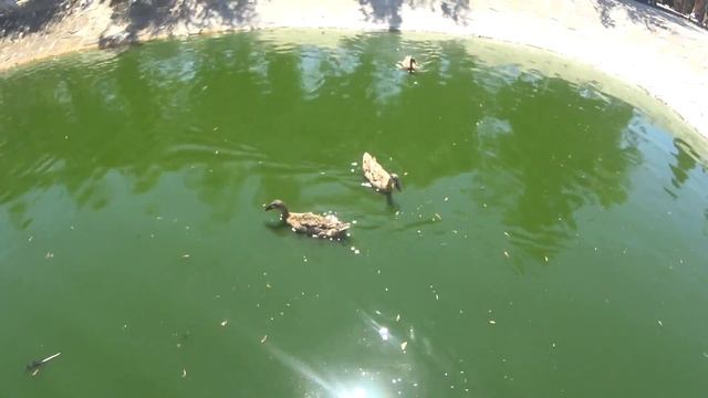 ЗООПАРК БЕРДЯНСК//2016//НАШ ОТДЫХ//ZOO//ЭКШН КАМЕРА SONY HDR 100v смотреть онлайн