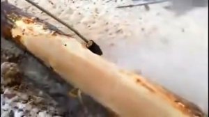 Аппарат высокого давления Karcher HD 10/25 с фрезой для деревообработки | www.karcher-ural.com