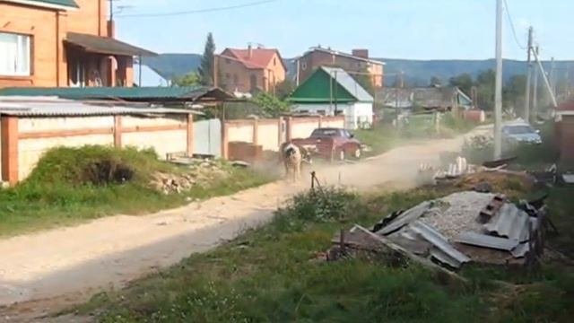 Бой быков