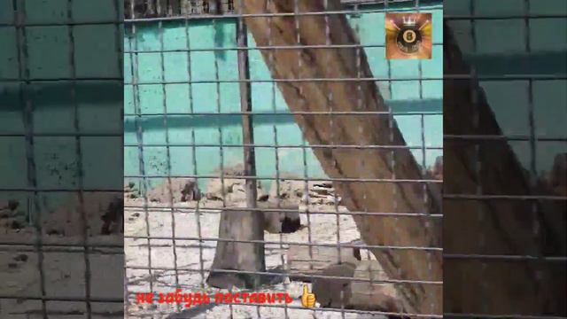 Обзор Парка "Тайган" #крым #лето #отдых #контактныйзоопарк #zoo #