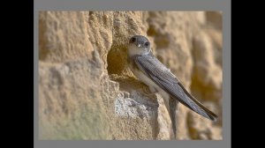 Береговая ласточка или береговушка.