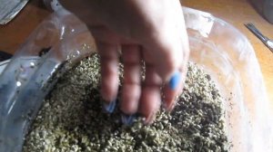 ПОСАДКА ЛУКА НА РАССАДУ СЕМЕНАМИ в 5 литровых бутылках/ КОГДА И КАК сажать ЛУК Эксибишен и др.!