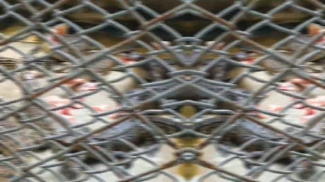 Обязательно к посещению. Парк камней и крокодиловая ферма в Паттайе смотреть онлайн