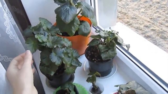 БЕГОНИЯ ЭЛАТИОР - размножение в торфяных таблетках. BEGONIA ELATIOR смотреть онлайн