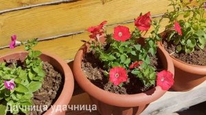 Хлороз петунии.  Пожелтела петуния, чем помочь, что делать?