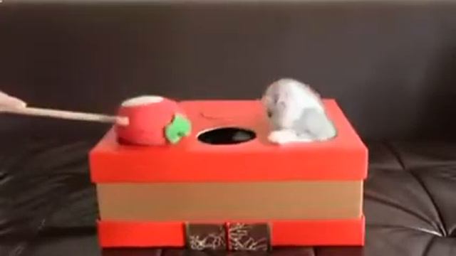 Котят бьют по голове игрушечным молотком. Забавная версия игры смотреть онлайн
