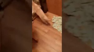 Как нужно вычесывать щенка лабрадора