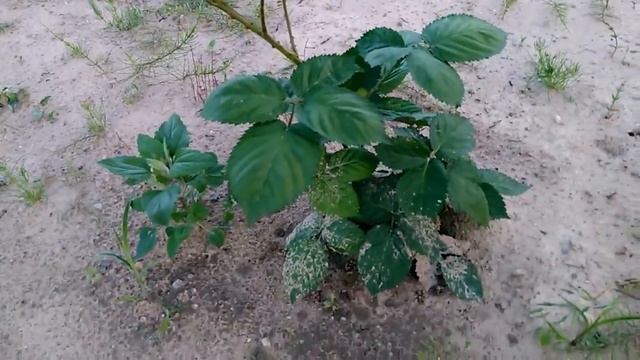 Ежевика, сорт Кийова (Kiowa). Очень большие размеры плода. смотреть онлайн