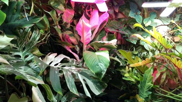 The Xanadu Golden Sprout Branch смотреть онлайн