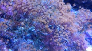 Гидроидные полипы в морском аквариуме!