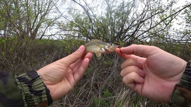 Мормышинг / Fish Season Fario NT Morm.S 0.5-2 гр / Окунь и Подлещик. смотреть онлайн