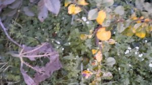 Прививки на рябине обыкновенной.... 19.09.2022