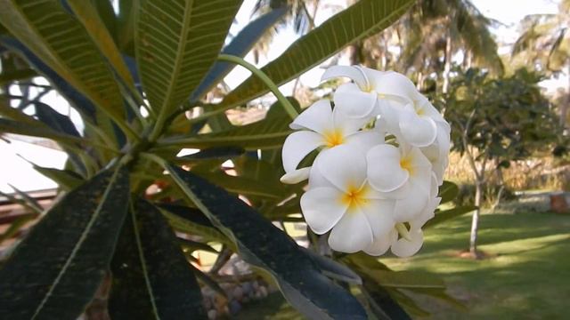 Aroma Beach Resort & Spa Muine Vietnam смотреть онлайн