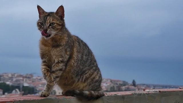 Видео в поддержку канала Ольга Уралочка ч.12?❤?