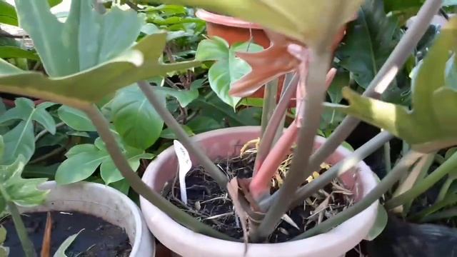 Philodendron Serratum Varieties (Jungle Boogie, Golden Serratum, Ring of Fire, Caramel Marble) смотреть онлайн