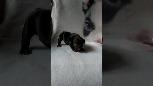 Black French Bulldog