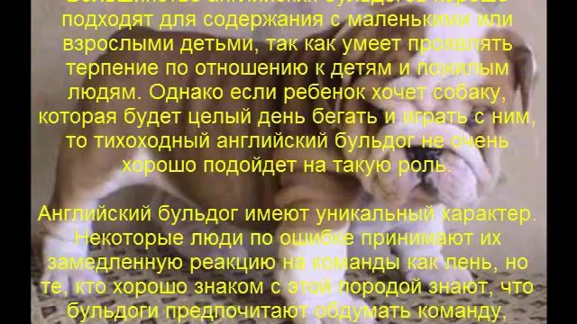 английский бульдог описание породы содержание и уход