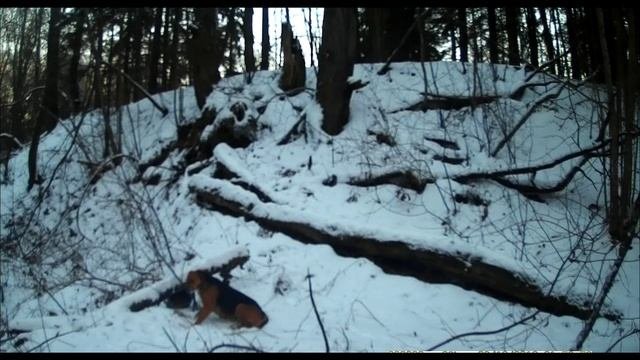 Фотоловушка. Сборник видео