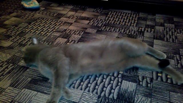 Смешная кошка