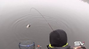 Секреты ловли прудовой форели на платниках