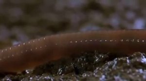 Движение дождевого червя.avi