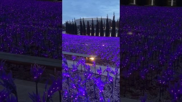 Парк Галицкого ✨ Шалфей #shorts