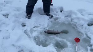 Рыбалка на Дубешне 27 января 2024 год!!!