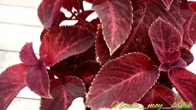 Колеусы ипомеи в августе. смотреть онлайн