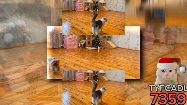 YTPMV ЧТО ПОДАРИЛИ нашим ЖИВОТНЫМ на НОВЫЙ ГОД Кто Последний распакует ПОДАРОК челлендж Scan смотреть онлайн