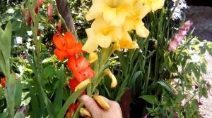 Зацвели детки гладиолусов.
