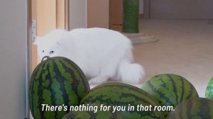 Watermelon Maze Challenge! Can My Cats Escape? | Kittisaurus