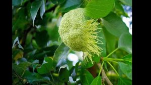 МАКЛЮРА  (MACLURA)  сем. Тутовые